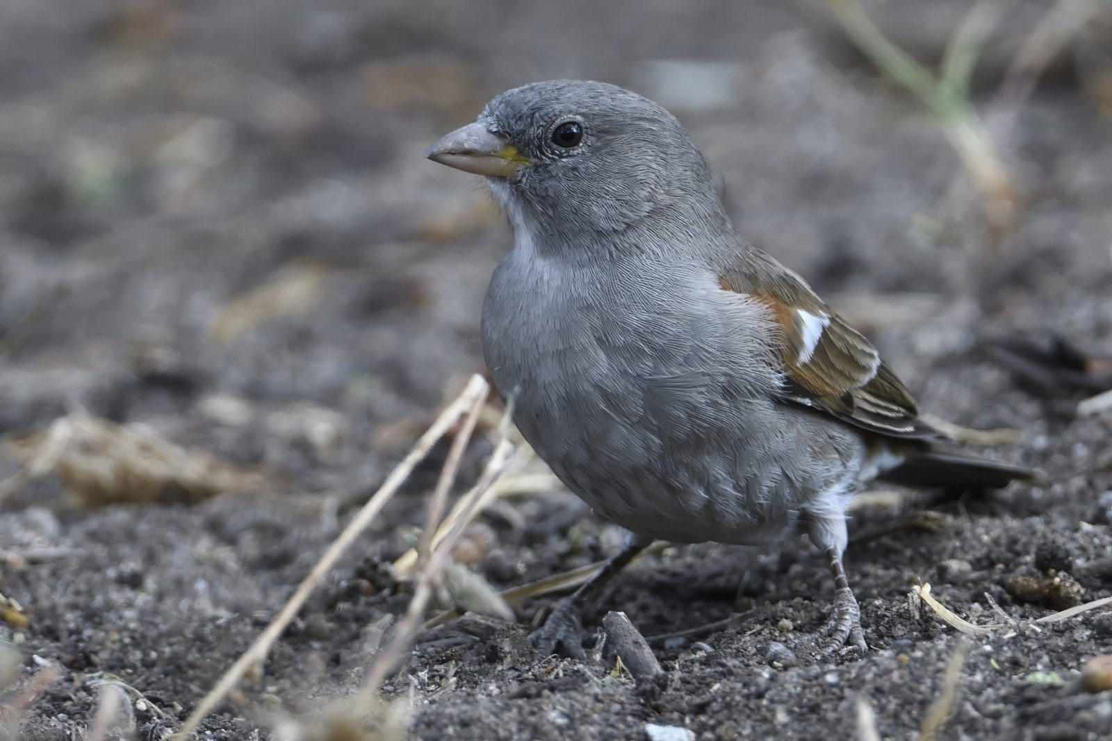 image Swahili Sparrow
